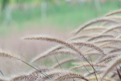 草地生长的狼尾草