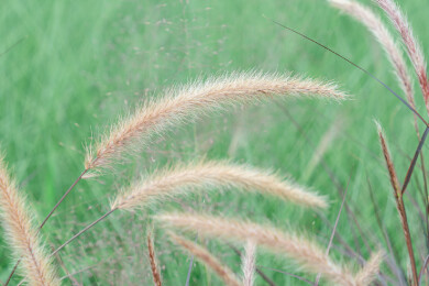 草地生长的狼尾草