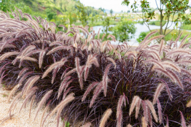 草地生长的狼尾草