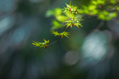 生机勃勃的春芽