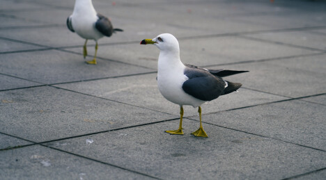 海边的海鸥海鸟