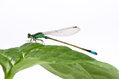 绿叶上的豆娘特写