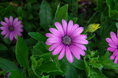 夏天盛开的万寿菊