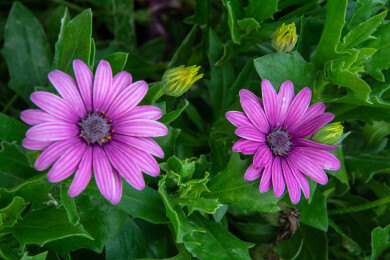 夏天盛开的万寿菊