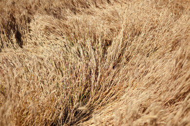 成熟的麦子农田里倒下