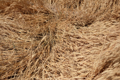 成熟的麦子农田里倒下