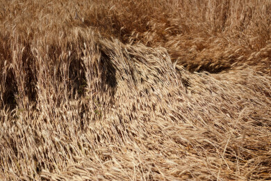 成熟的麦子农田里倒下