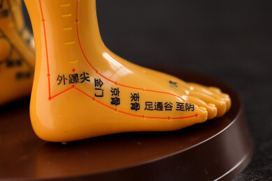 人体穴位模型