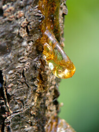 树皮分泌的桃胶