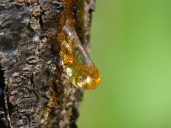 树皮分泌的桃胶