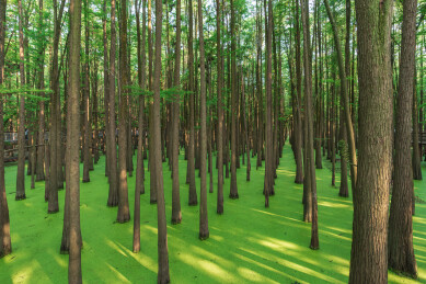 中国浙江杭州临安青山湖水上森林自然风光