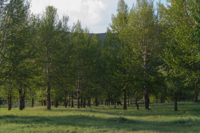 美丽乡村山西神池村头杨树林小景