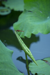 卷起的荷叶上的红蜻蜓