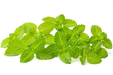 一些制作凉粉烧仙草的新鲜仙草叶