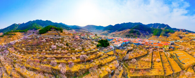 青岛市崂山区北宅街道樱桃梯田