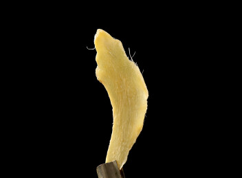 中药材云南野生天麻切片
