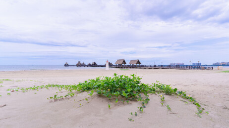 海南岛椰树林海景