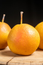 成熟美味的南果梨