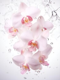 水中跳舞的兰花