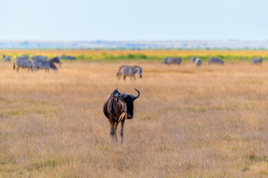 非洲肯尼亚安博塞利野生角马