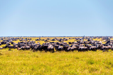 非洲肯尼亚马赛马拉野生角马