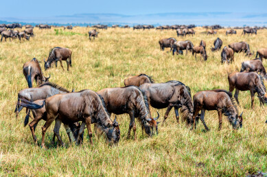 非洲肯尼亚马赛马拉野生角马