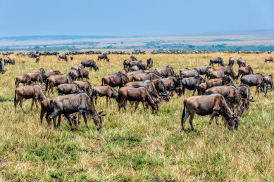非洲肯尼亚马赛马拉野生角马