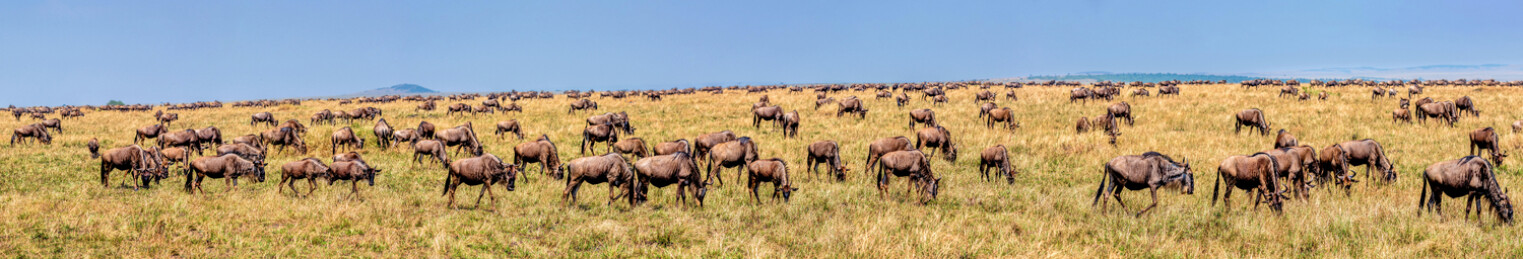 非洲肯尼亚马赛马拉野生角马