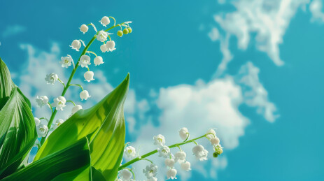 植物开花特写背景