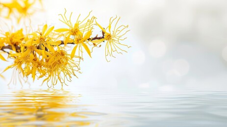 美妆植物金缕梅背景