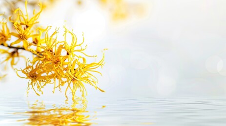 美妆植物金缕梅背景