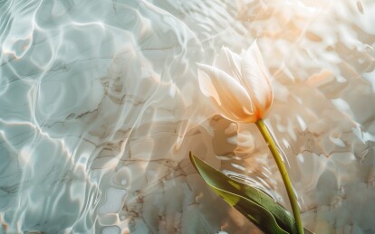 纯净的水和郁金香