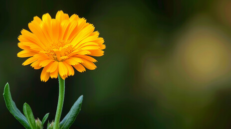 盛开的金盏花特写