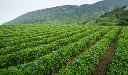 崂山茶园  青山村