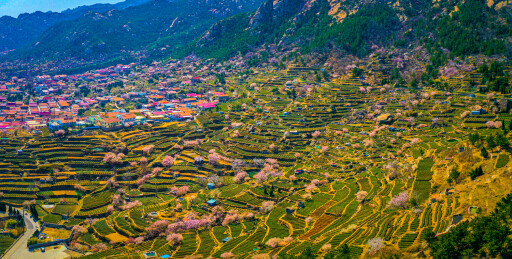 崂山茶园 崂山雕龙嘴茶园