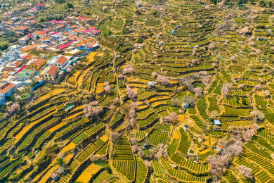 崂山茶园 崂山雕龙嘴茶园