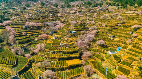 崂山茶园 崂山雕龙嘴茶园  
