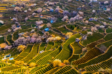 崂山茶园 崂山雕龙嘴茶园