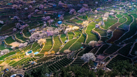崂山茶园 崂山雕龙嘴茶园
