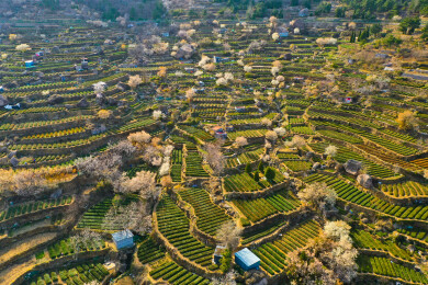 崂山茶园 崂山雕龙嘴茶园