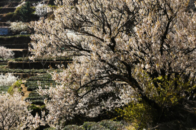 崂山茶园 崂山雕龙嘴茶园