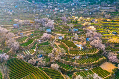 崂山茶园 崂山雕龙嘴茶园
