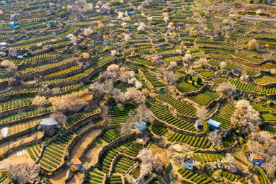 崂山茶园 崂山雕龙嘴茶园