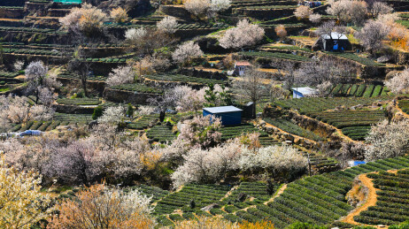 崂山茶园 崂山雕龙嘴茶园