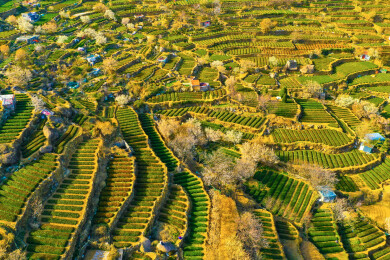 崂山茶园 崂山雕龙嘴茶园