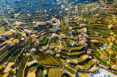 崂山茶园 崂山雕龙嘴茶园