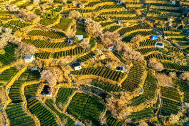 崂山茶园 崂山雕龙嘴茶园