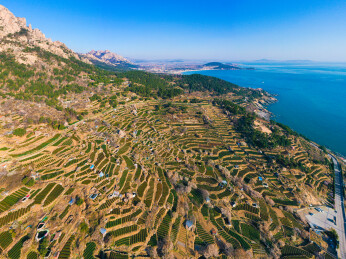 崂山茶园 崂山雕龙嘴茶园