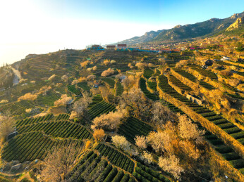 崂山茶园 崂山雕龙嘴茶园