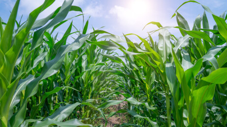 玉米地镜头特写